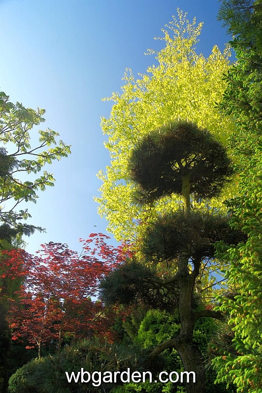 wbgarden spring 9.JPG